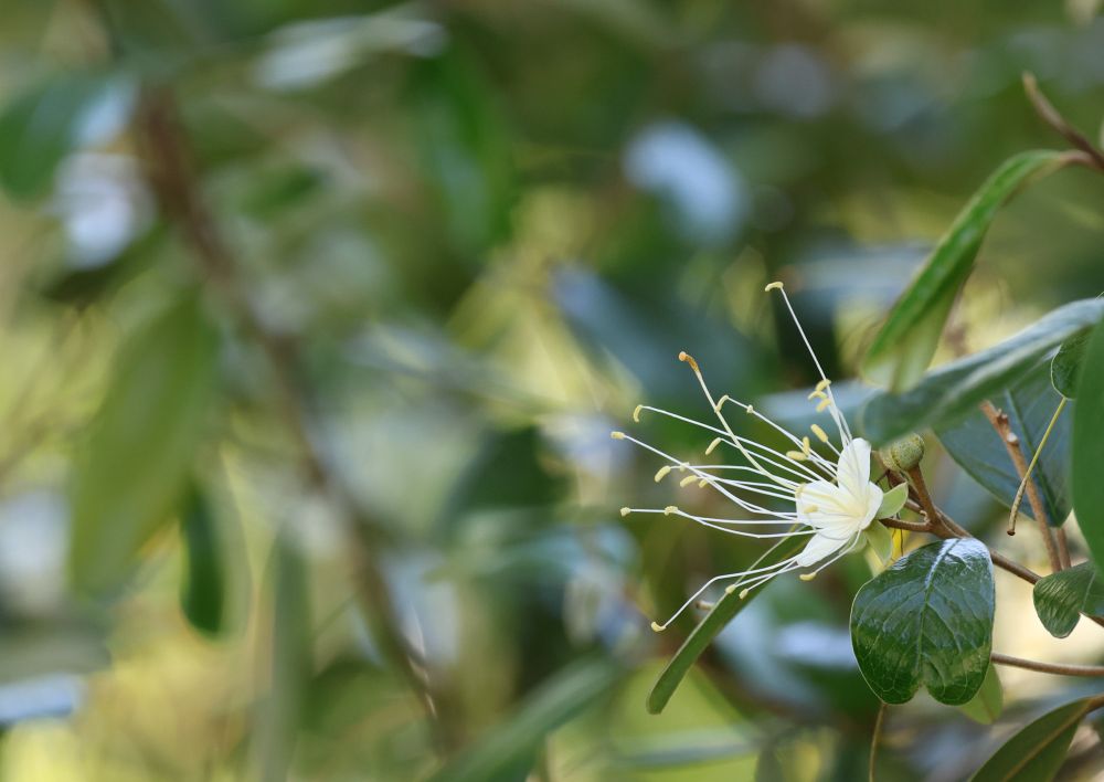 Jamaican caper berry flower