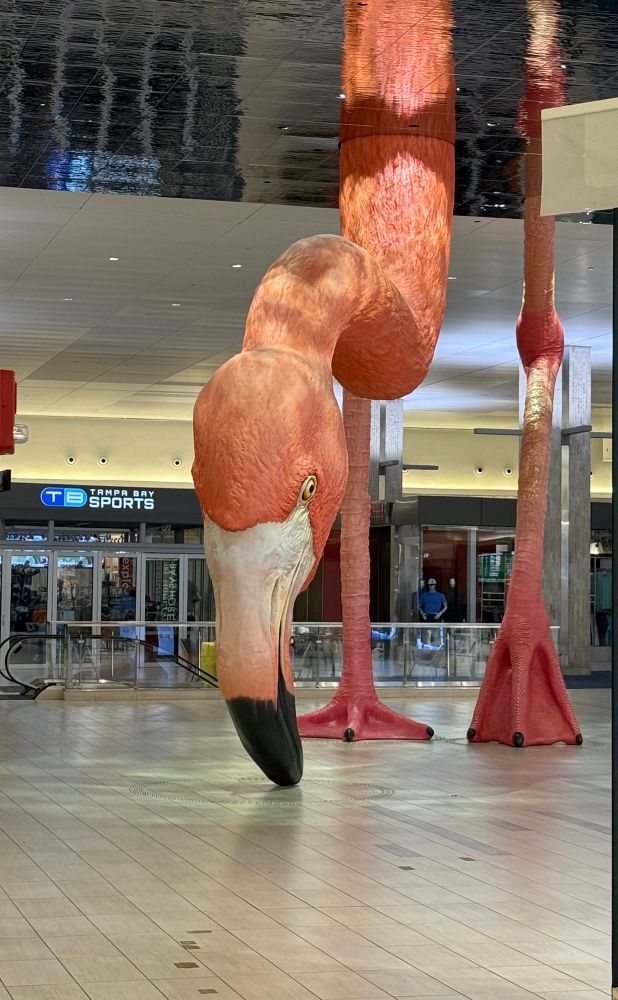Flamingo at Tampa Airport