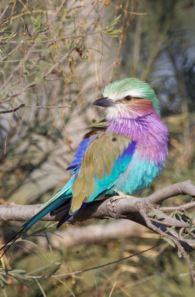 Lilac breasted roller