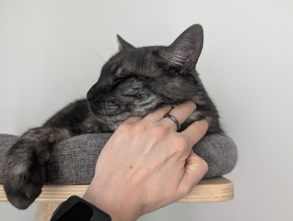 Ein grauer Kaffee liegt auf einem Kratzbaum. Meine linke Hand streichelt seinen Hals und er hat seinen Kopf darauf abgelegt. Er hat geschlossene Auge und genießt. 