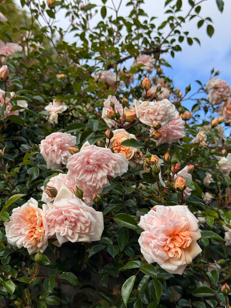 Photo of the rose Madame Alice Garnier, a small-flowered, many-petaled, peachy pink rambler, in full bloom.