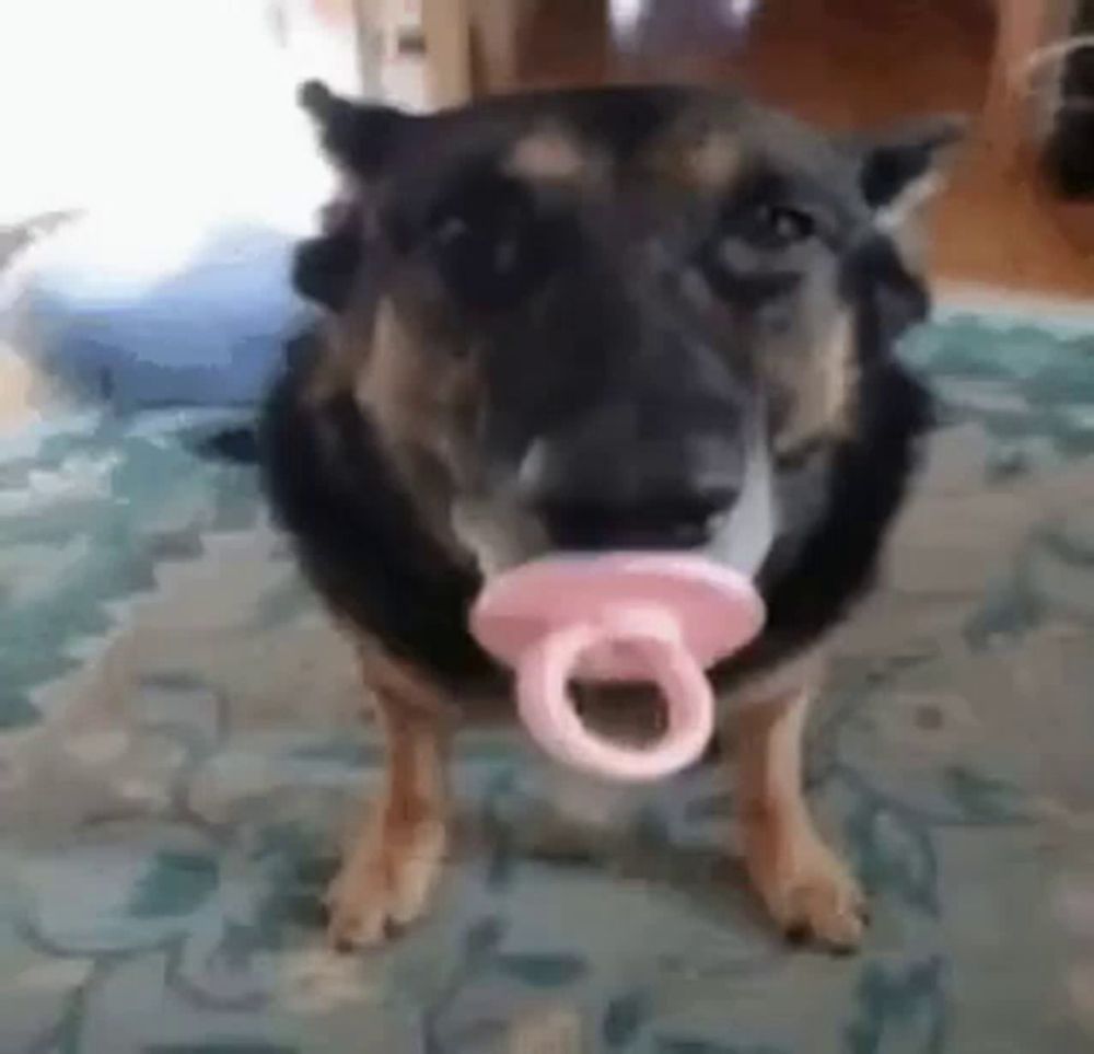 a dog with a pink pacifier in its mouth is standing on a rug .