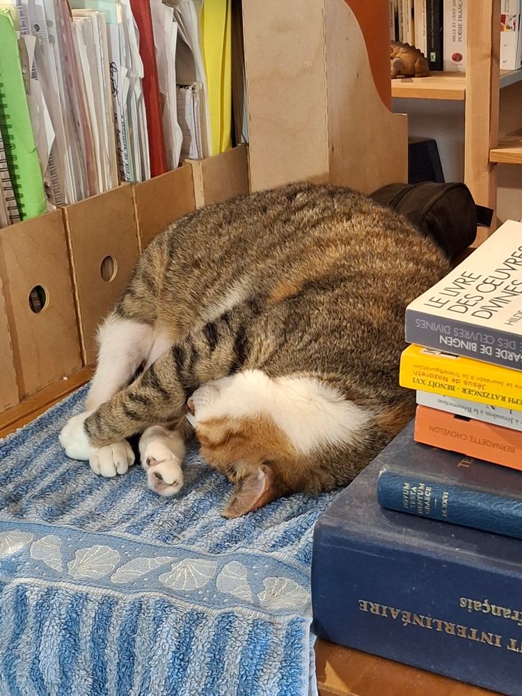 Chat roulé en boule sur une table de bureau, sur une serviette de bain placée là exprès, la tête presque dans les pattes, entre des cartons de documents généalogiques et des Bibles et livres de spiritualité.