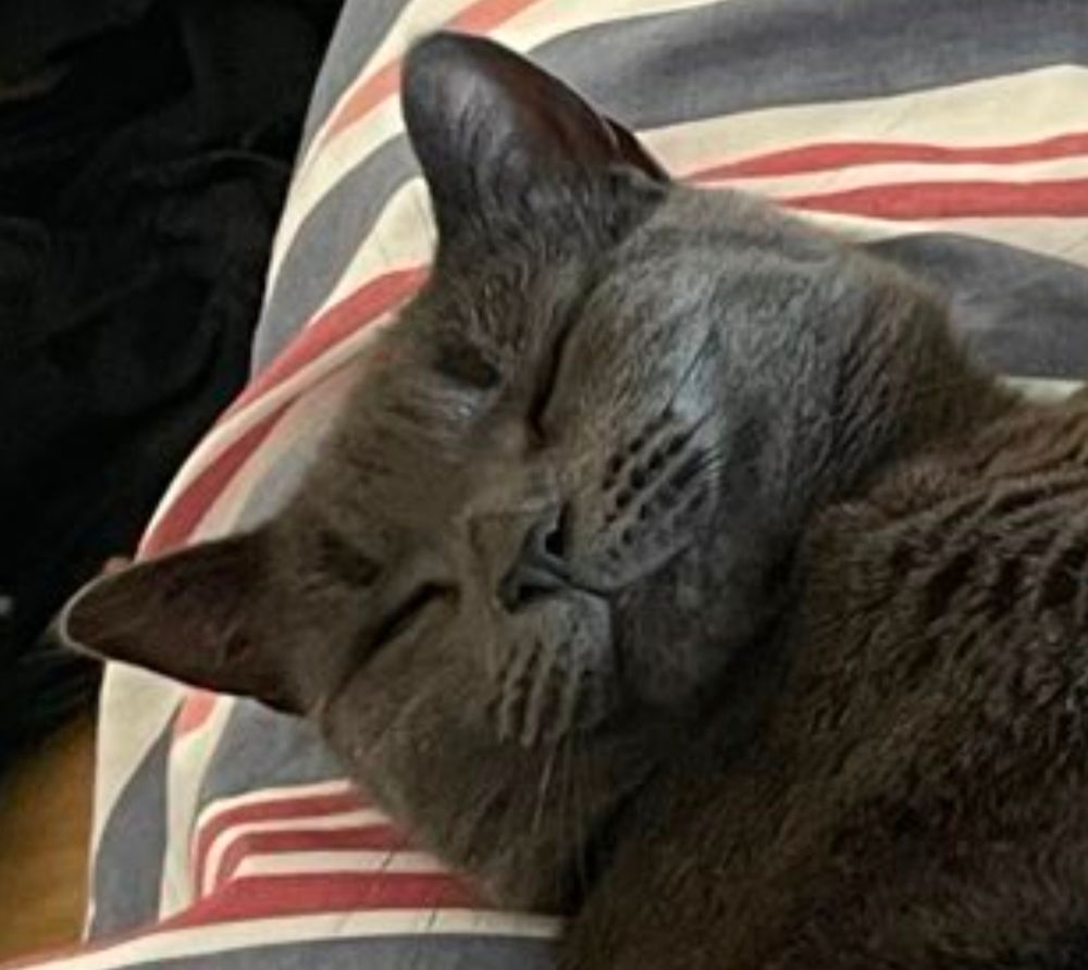 Gray cat face