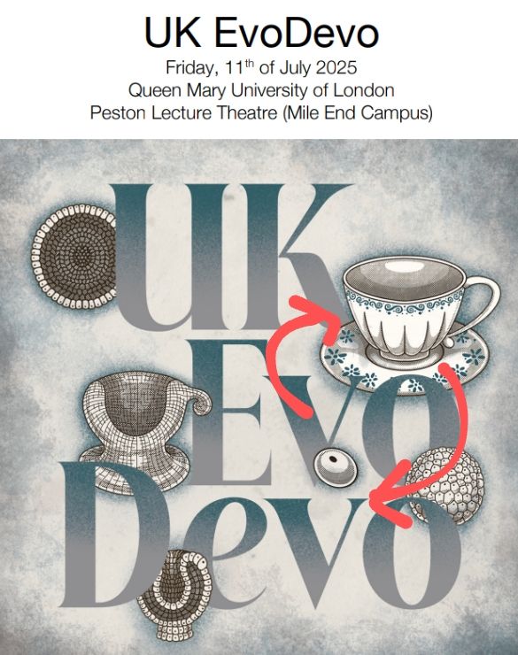 UK EvoDevo 2025 poster by Giacomo Mogglioli. Drawings show the development of the tea cup.