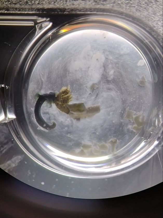 Male of worm species Spirobranchus lamarcki releasing sperm