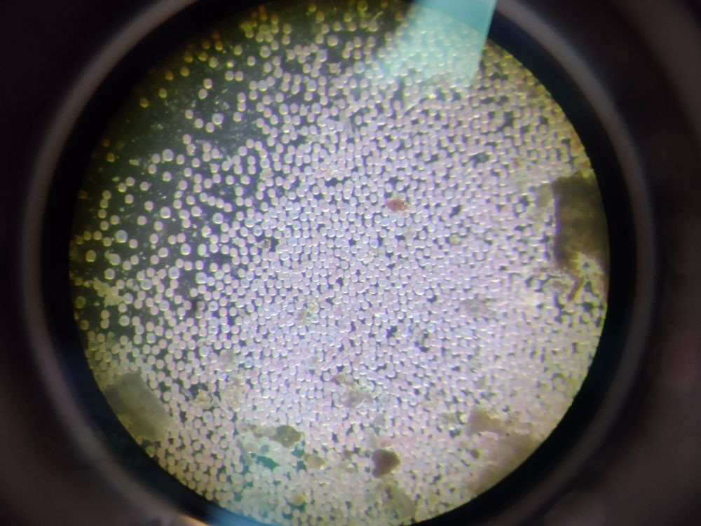 Pink eggs of worm Spirobranchus lamarcki 