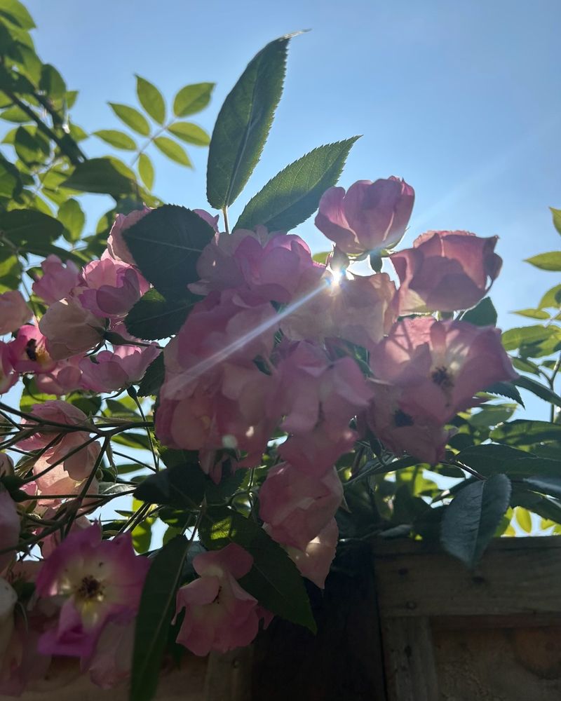 Post image (had no alt text on Bluesky)