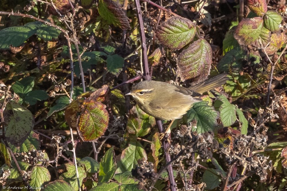 17th October 2024 - Flamborough Bird Observatory