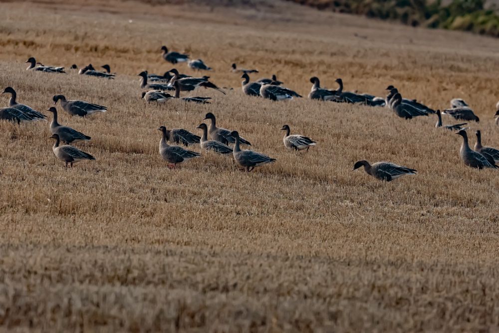 12th October 2024 - Flamborough Bird Observatory