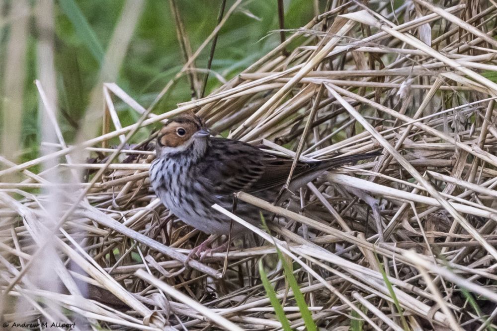 14th October 2024 - Flamborough Bird Observatory