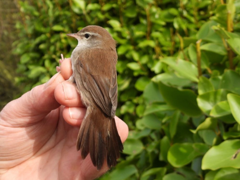 13th October 2024 - Flamborough Bird Observatory