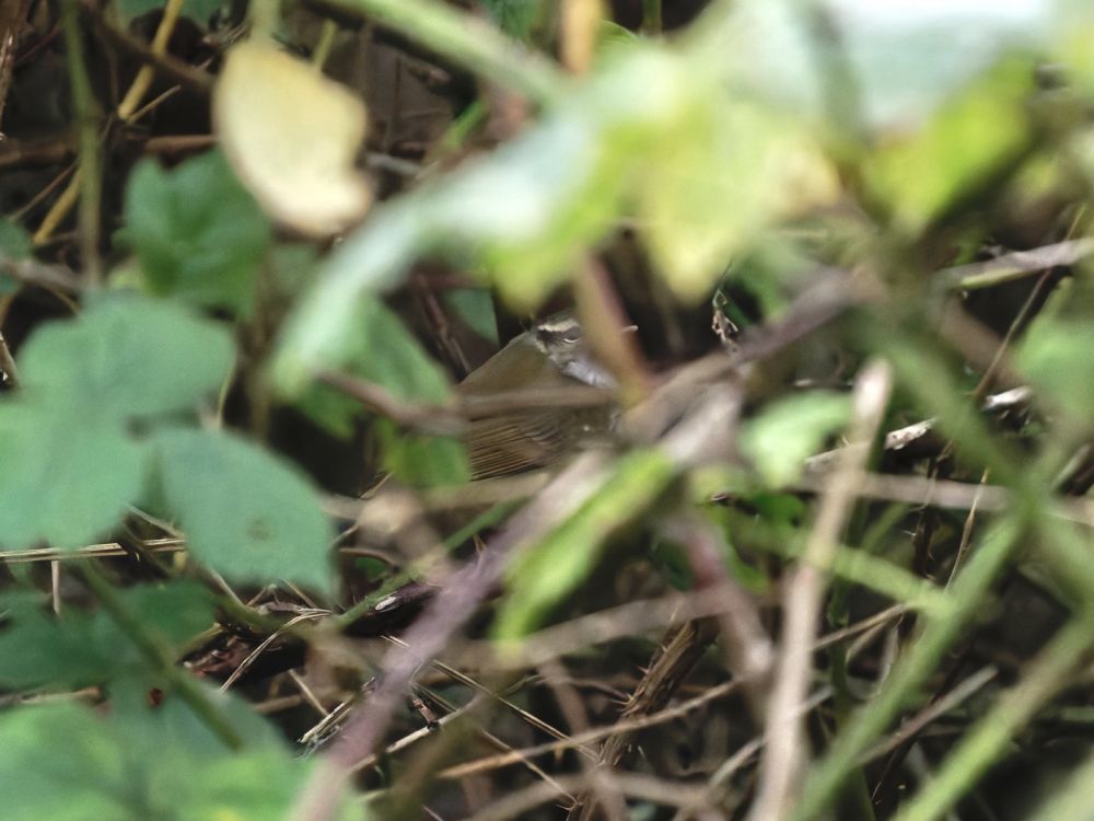 1st October 2024 - Flamborough Bird Observatory