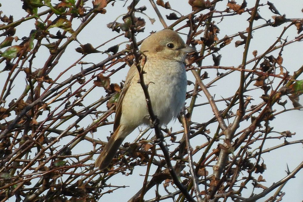 5th October 2024 - Flamborough Bird Observatory