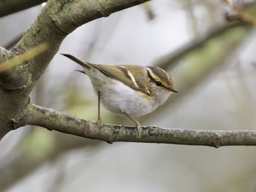 Migweek 2024 - Flamborough Bird Observatory