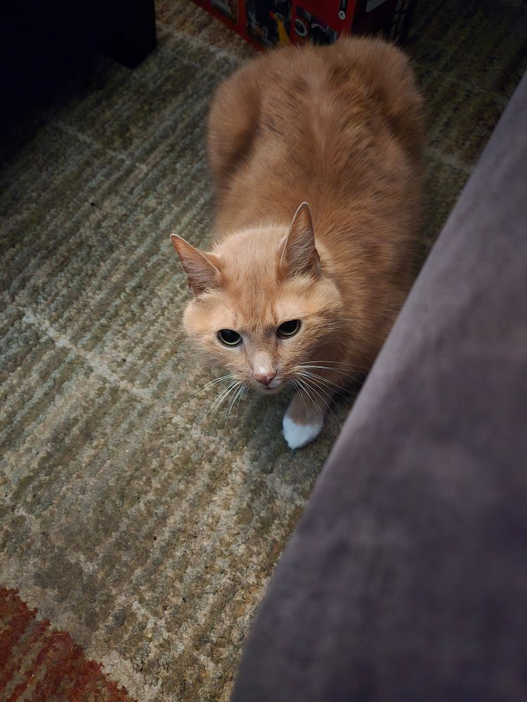 Orange tabby cat with white boot taking a stalking step crouched and ready to stalk/lurking. Looks almost like he's about to tiptoe. Whiskers long and bursting from both sides, eyes opaque black rimmed in yellow green. On a throw rug multicolor orange tan tones geometric lines almost black couch. 