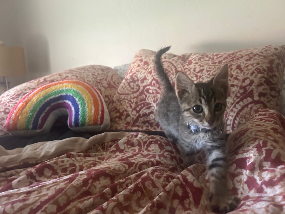 summer, an 8 week old brown tabby cat, is mid-step on a red paisley bedspread. there's a rainbow pillow to the left of him.