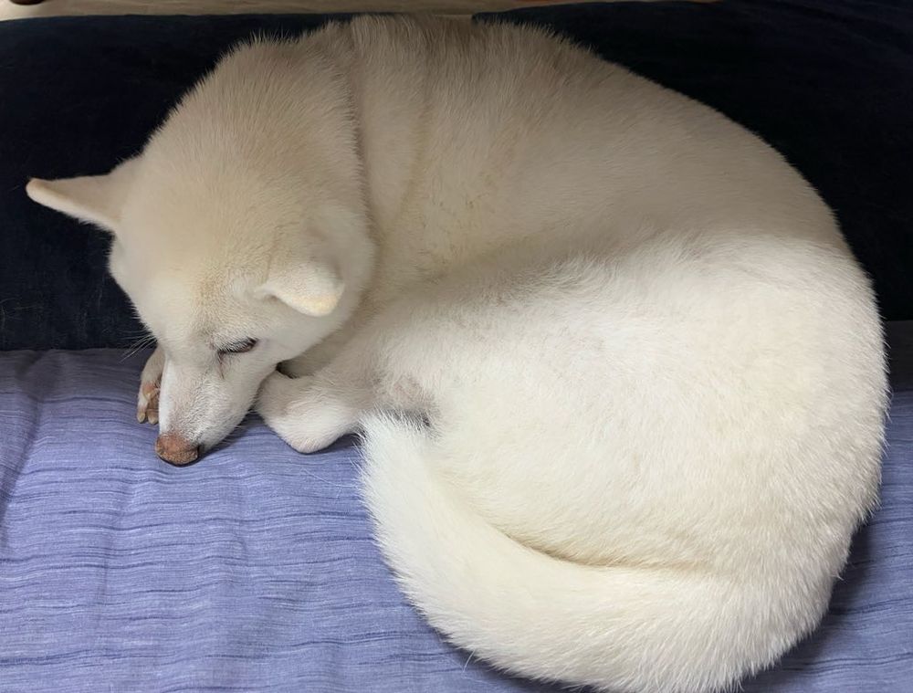 丸くなって眠る白柴