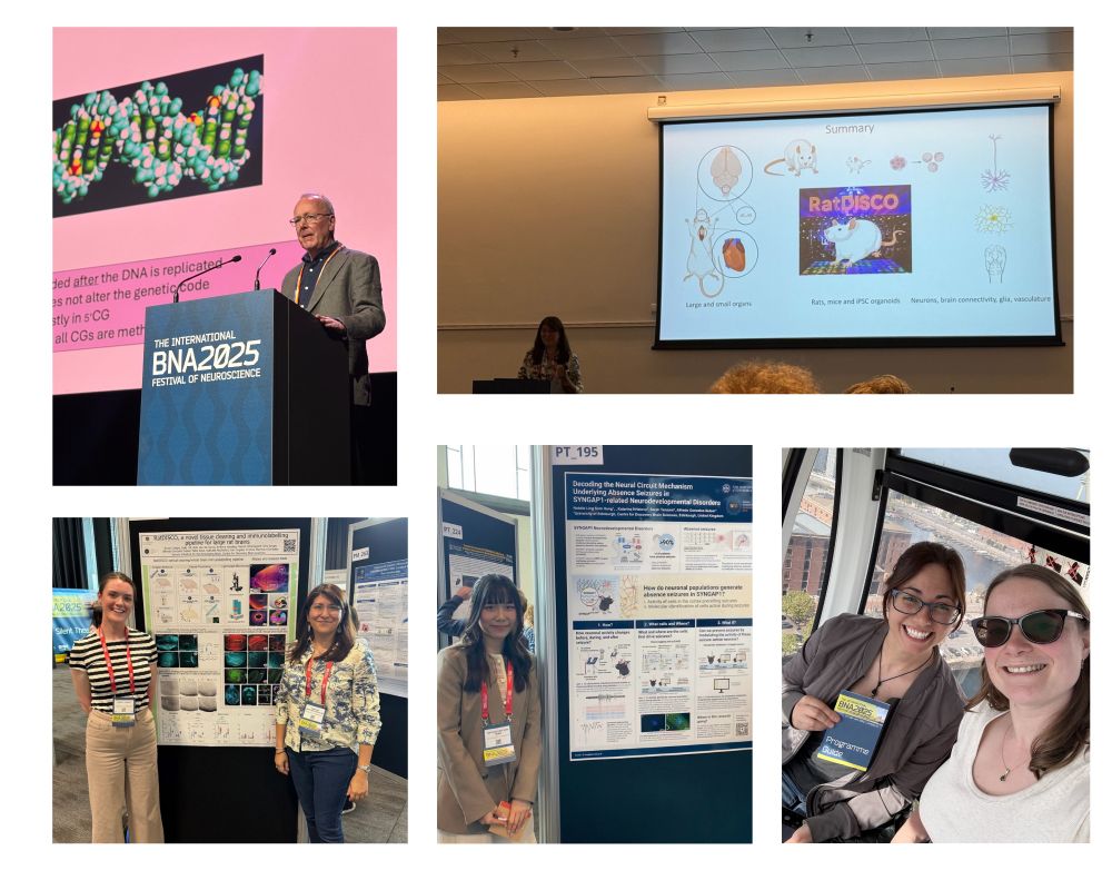 Prof. Adrian Bird delivering a plenary talk (top left); Dr Cristina Martinez Gonzalez introducing RatDISCO (top right); Technician Kirsty Craigie presenting a poster with Dr Matinez Gonzalez (bottom left); PhD strudent Natalie Ling Sum Hung presenting a poster; Post-doc Raven Hickson and PhD student Tess Atkinson exploreing Liverpool after the conference