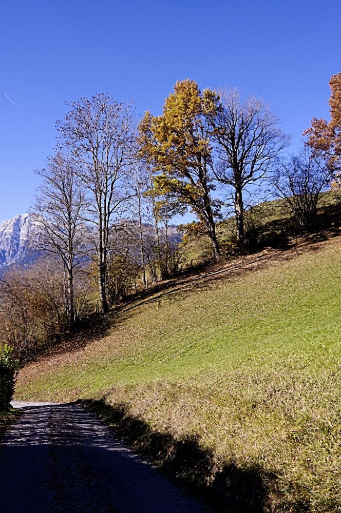 Bäume mit Herbstfärbung,  im Hintergrund die Leoganger Steinberge. 