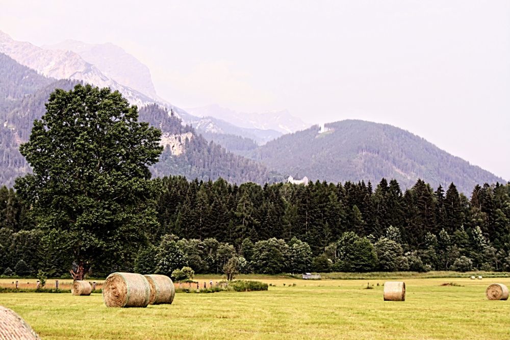 Heurollen auf einer Wiese. 