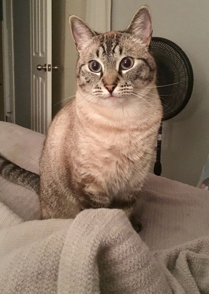 My cat Simon, a lynx point Siamese cat which is white with gray tiger striping, and big blue eyes, sitting on a bed, when he was  maybe 3 years old.  