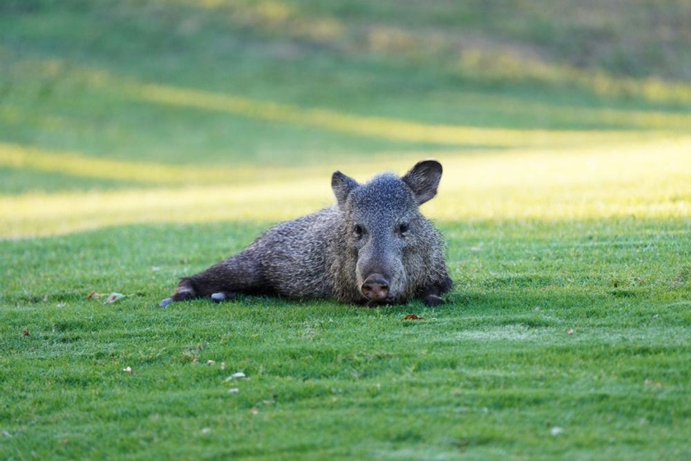 Wild pig-like animals are tearing up an Arizona golf course. The internet is delighted