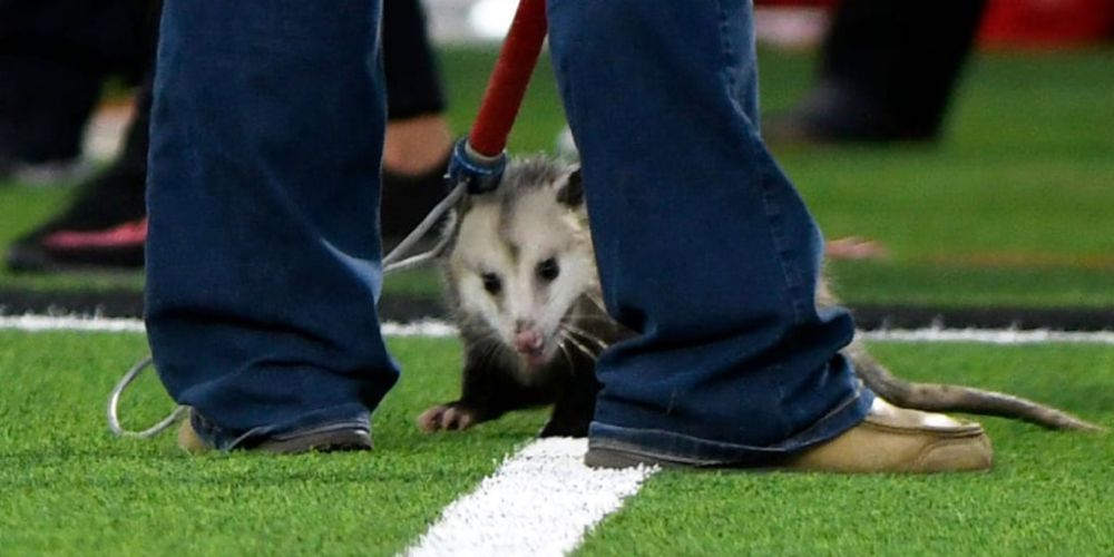 An opossum crashed a college football game in Texas and became a viral star