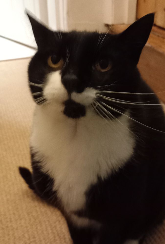 A photograph of my cat, Flora. 