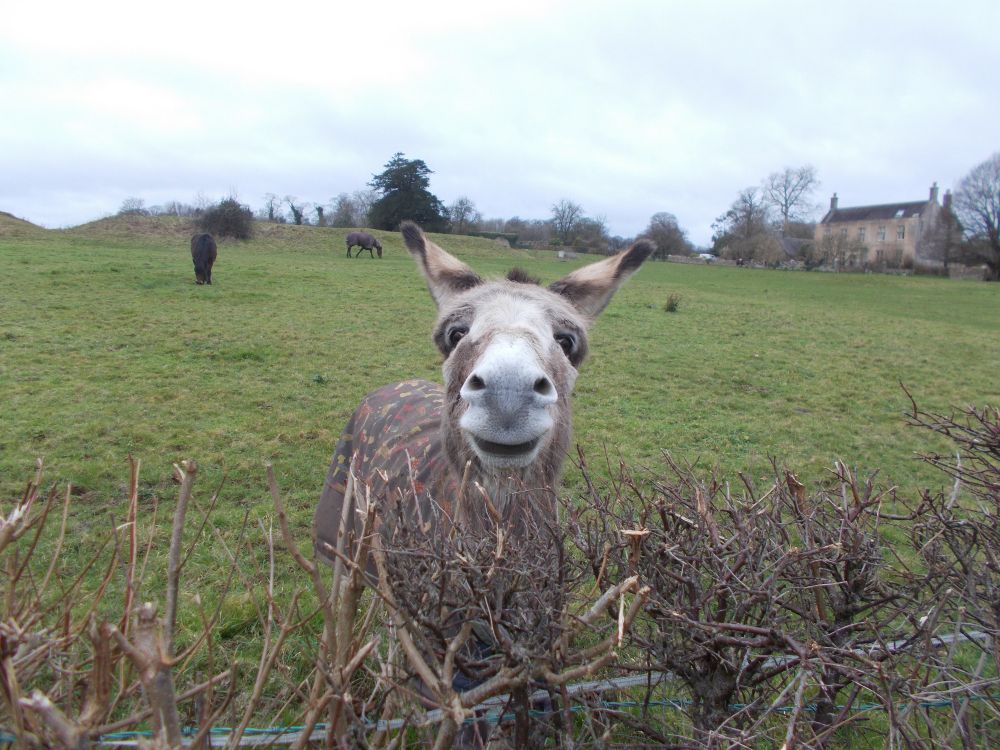 A photograph of a donkey named Doris,  staring at the camera from the other side of a low hedge.