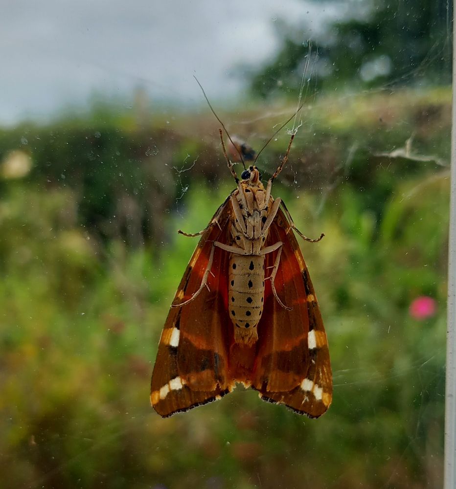A photograph of a Jersey Tiger Moth on a window pane. Phwoar. 