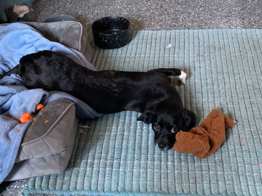 Eido, a smallish black and white dog, slithering out of bed and onto the ground in the sillies shape. 