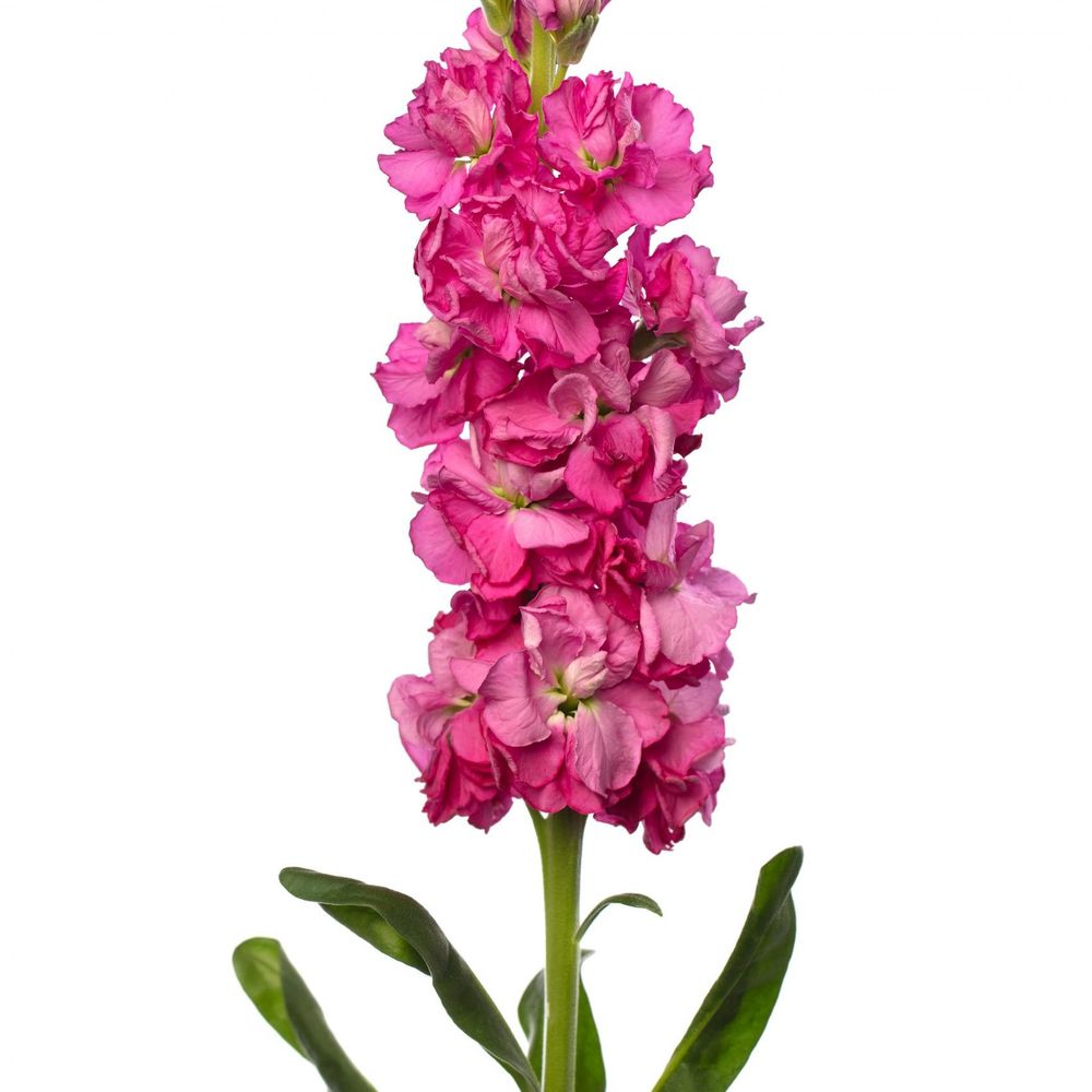 Picture of Matthiola incana ("hoary stock") - large pink flowers against white background. 