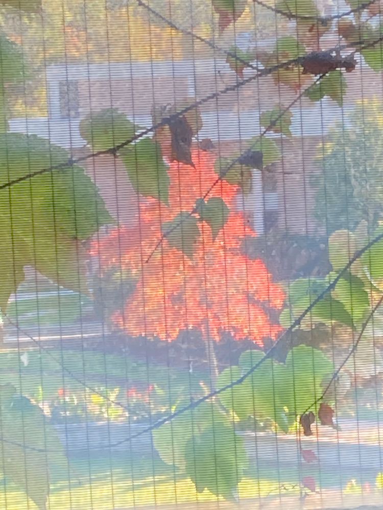 A tree with red leaves seen from a window with green vines 
