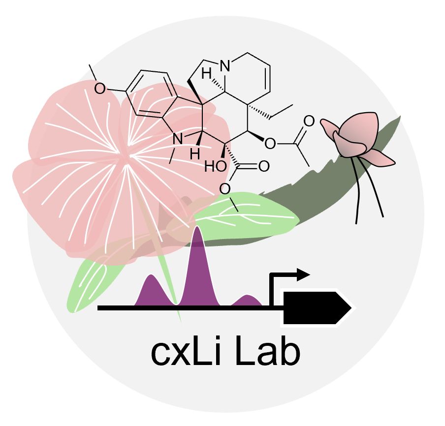 Li's lab logo. It has a pink Catharanthus flower with green leaves on the left, and green kalanchoe leaf with a plantlet on the right. The structure of vindoline at the center top, and symbol about gene regulation at the center bottom, text "cxLi Lab" near the bottom, and a grey circle as background. 