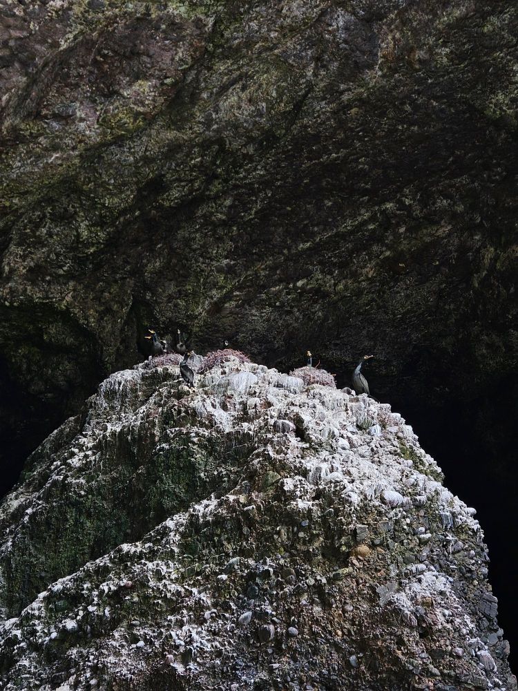 Gulosus aristotelis colony

All work conducted under licence. 