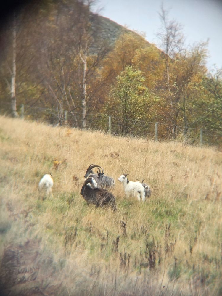 The Cheviot wild goats!