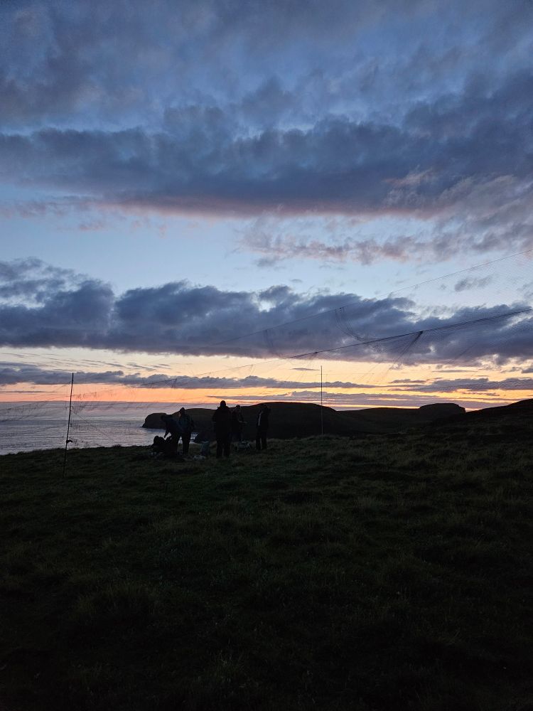 Storm petrel nets setup against sunset.

All work conducted under licence. 