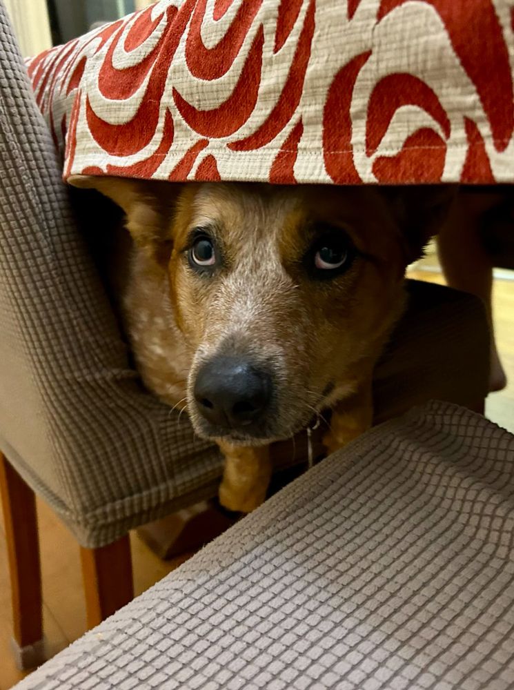 Image of dog on chair, looking out from under the table with a guilty expression
