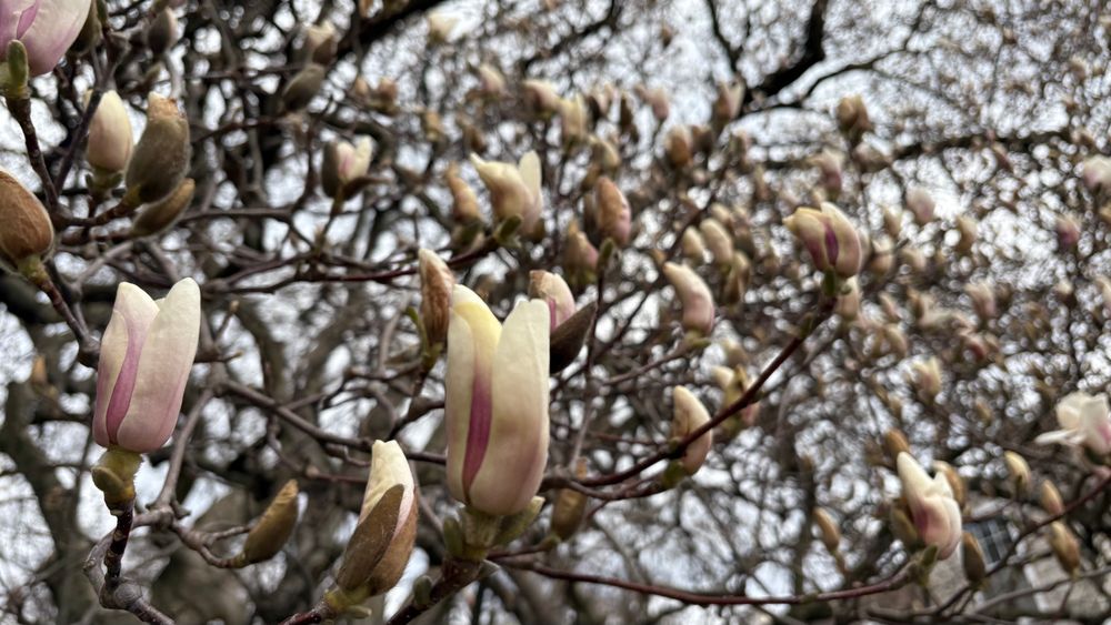 A ton of flowers about to open. Get it?