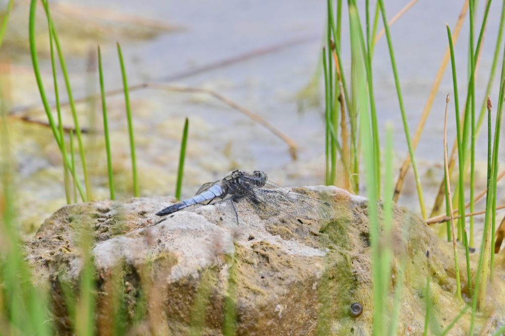 This is a right side rear view of a Black-tailed Skimmer dragonfly perching on a rock amongst light green reeds beside a lake.  Its transparent wings are lowered against the rock so that we can see its dark, bulbous head, its thorax and its light blue abdomen with a black tip.  Taken in North Yorkshire in July 2025.