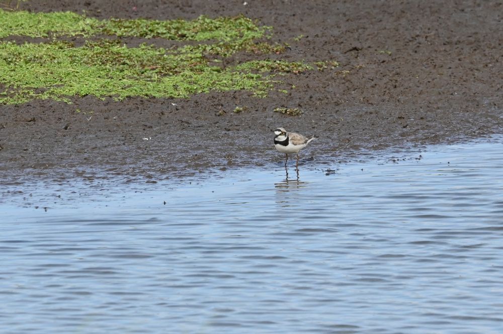 This is an image of a Little Ringed Plover standing in muddy water mid foraging for food.  Its black collar, mask and black bill stand out against its white underside and fawn crown and back.  Its characteristic round black eye with bright yellow ring can also be seen clearly.  Taken at RSPB Lochwinnoch in August 2025.