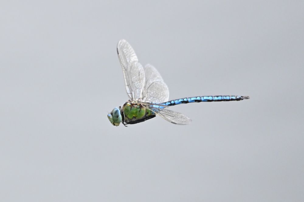 This is a left side view of an Emperor dragonfly - Britain's bulkiest dragonfly - in flight above a lake.  The rotation of its transparent wings is frozen so that we can see its light blue bulbous head with green lower jaws and its broad green thorax tapering into its light blue and black abdomen.  Taken in North Yorkshire in July 2025.