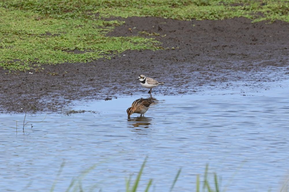 An image of two birds - a Little Ringed Plover behind a Snipe.  The Little Ringed Plover is standing on mud with the Snipe wading in shallow, muddy water foraging for food.
Both are side on to the camera and the Little Ringed Plover's black collar, mask and black bill stand out against its white underside and fawn crown and back.  Its characteristic round black eye with bright yellow ring can also be seen clearly.  The Snipe has its long, straight bill partly in the water, showing its dark striped crown and dark eye stripe against its cream face clearly.  Its underside is mottled brown against fawn, turning dark mottled towards its rear.  Its back is brown and black mottled and striped.  Taken at RSPB Lochwinnoch in August 2025.