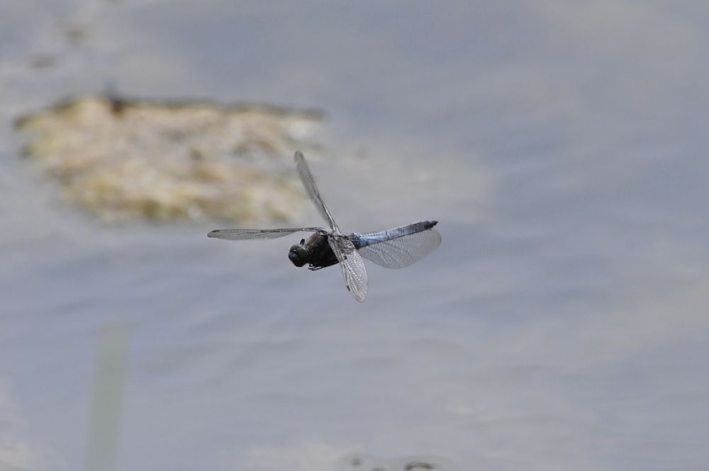 This is a left front side view of a Black-tailed Skimmer dragonfly in flight above a lake.  The rotation of its transparent wings is frozen so that we can see its dark, bulbous head, its thorax and its light blue abdomen with a black tip.  Taken in North Yorkshire in July 2025.