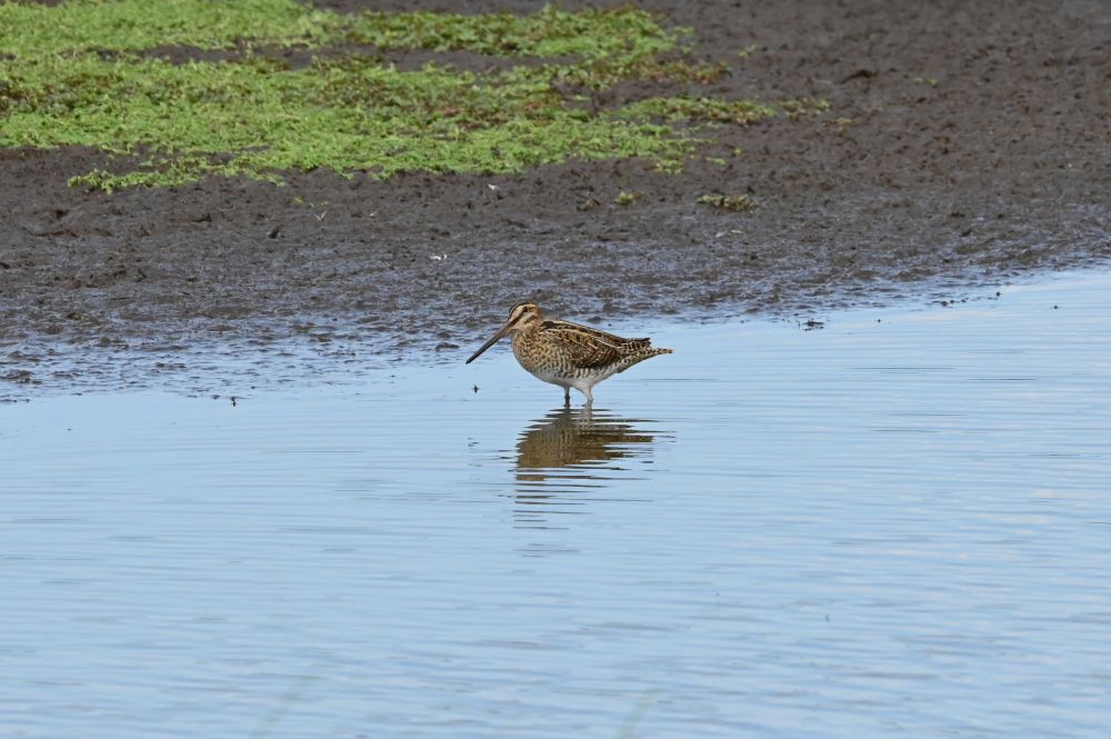 This is an image of a Snipe wading in the muddy water on the scrape at RSPB Lochwinnoch foraging for food on the pond bed.  It is side on to the camera and its dark striped crown and dark eye stripe against its cream face are clear.  Its underside is mottled brown against fawn, turning dark mottled towards its rear.  Its back is brown and black mottled and striped. Taken at RSPB Lochwinnoch in August 2025.