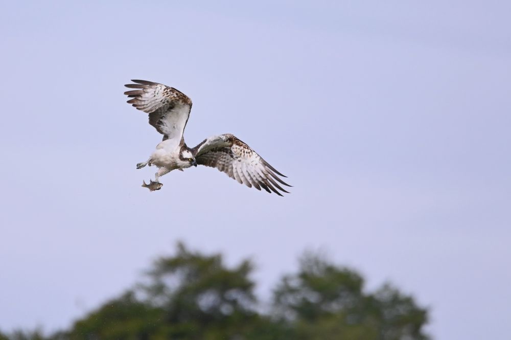This is an image of a male Osprey in flight above the scrape at RSPB Lochwinnoch having just caught a fish (probably a Roach).  It is flying toward the camera with the fish gripped in its left foot.  Its wings are arched up showing their mottled dark but largely white markings and the brown fingers on each wing tip.  Its crown is white surrounded by brown cheeks, eye stripe and nape which highlight its bright yellow eye.  Its underside and legs are almost all white and the lack of a dark collar indicates this is a male.  Taken at RSPB Lochwinnoch in August 2025.