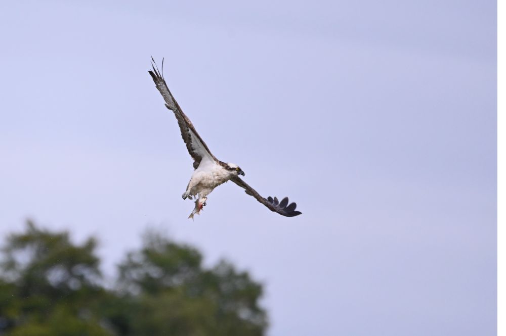 This is an image of a male Osprey in flight above the scrape at RSPB Lochwinnoch having just caught a fish (probably a Roach).  It is flying toward the camera with the fish gripped in its left foot.  Its wings are horizontal but their mottled dark, largely white markings and the brown fingers on each wing tip can just be seen.  As it banks to the left its head is turned to the left showing its white crown surrounded by brown cheeks, eye stripe and nape which highlight its bright yellow eye.  Its underside and legs are almost all white and the lack of a dark collar indicates this is a male.  Taken at RSPB Lochwinnoch in August 2025.