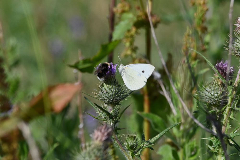 An image showing a White-tailed bumble bee and a Small White butterfly sharing the nectar from the purple flower on a thistle head.  The bumble bee is mostly back to the camera so we can see its white tail and yellowish head with its dark, transparent wings folded on its back.  The butterfly is left side on to the camera showing the slightly green tinge on the underside of its left wing and the black dot on the upper side of its right wing.  Its antennae are up and its tongue is probing the flower.  Taken in north Yorkshire in July 2025.