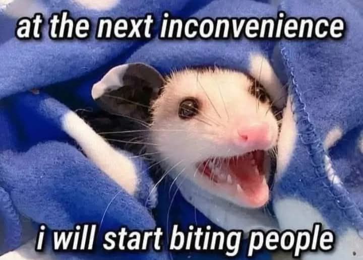 a photo of a baby possum with the text "at the next inconvenience I will start biting people"
